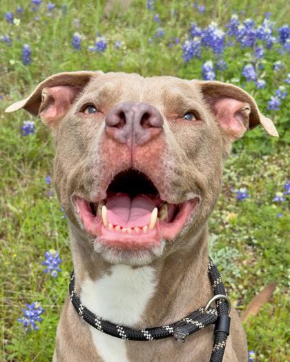 Enlarge Grey, a Adoptable Mixed Breed in Leander, TX image 1/3