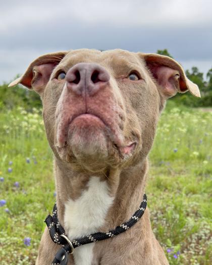 Enlarge Grey, a Adoptable Mixed Breed in Leander, TX image 2/3