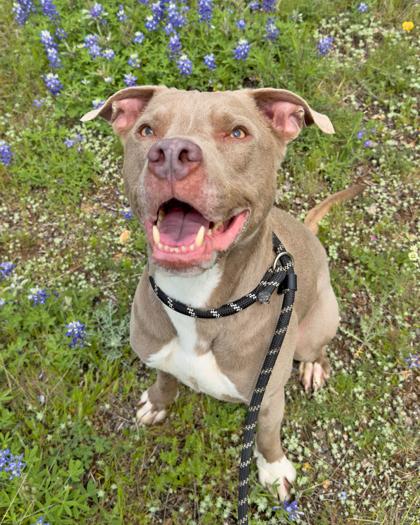 Enlarge Grey, a Adoptable Mixed Breed in Leander, TX image 3/3