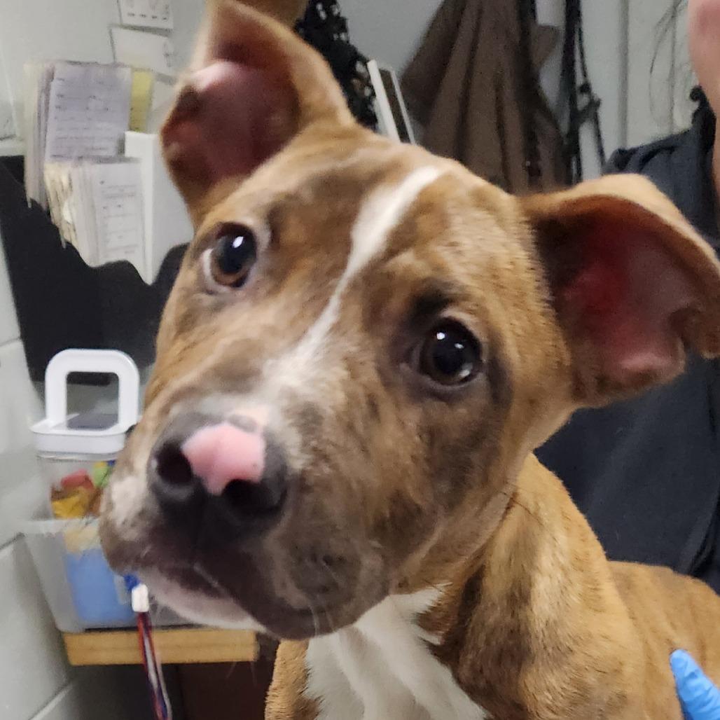 Cason, Adoptable, Puppy Male Mixed Breed.