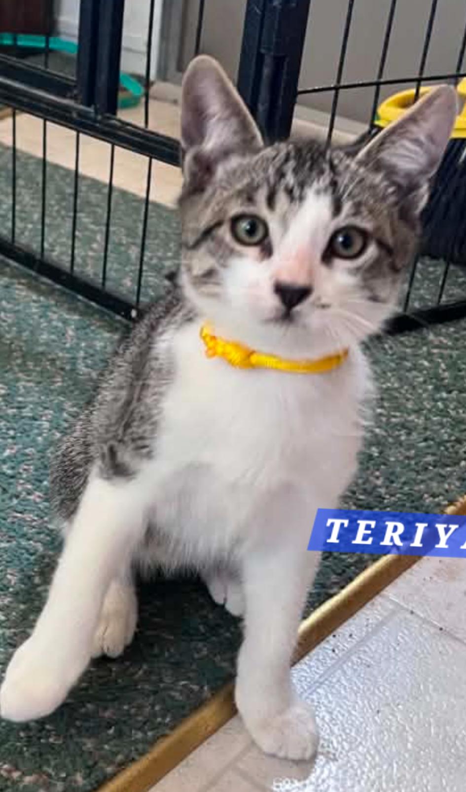 Teriyaki, Adopted, Kitten Male Domestic Short Hair.