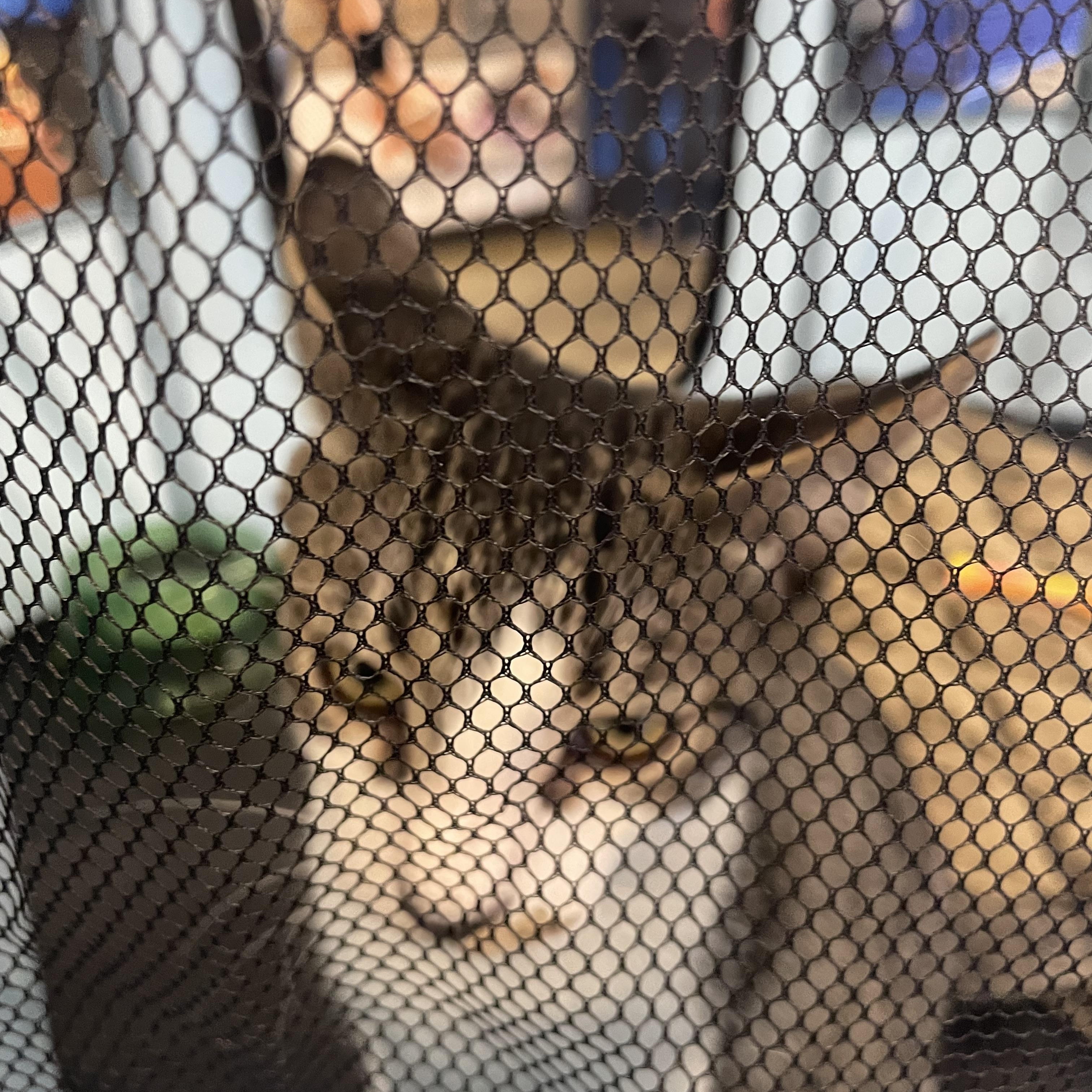 Enlarge Teriyaki, a Adopted Domestic Short Hair in Riverside, CA image 2/2