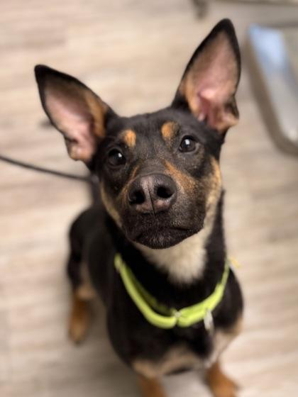 Enlarge Roxy, an adopted mixed breed in Florence, OR image 2/3