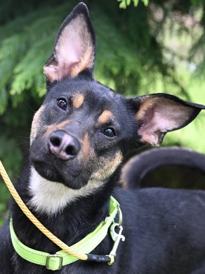 Enlarge Roxy, an adopted mixed breed in Florence, OR image 1/3