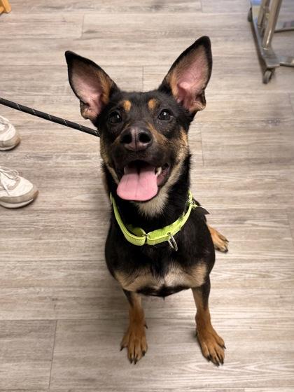 Enlarge Roxy, an adopted mixed breed in Florence, OR image 3/3