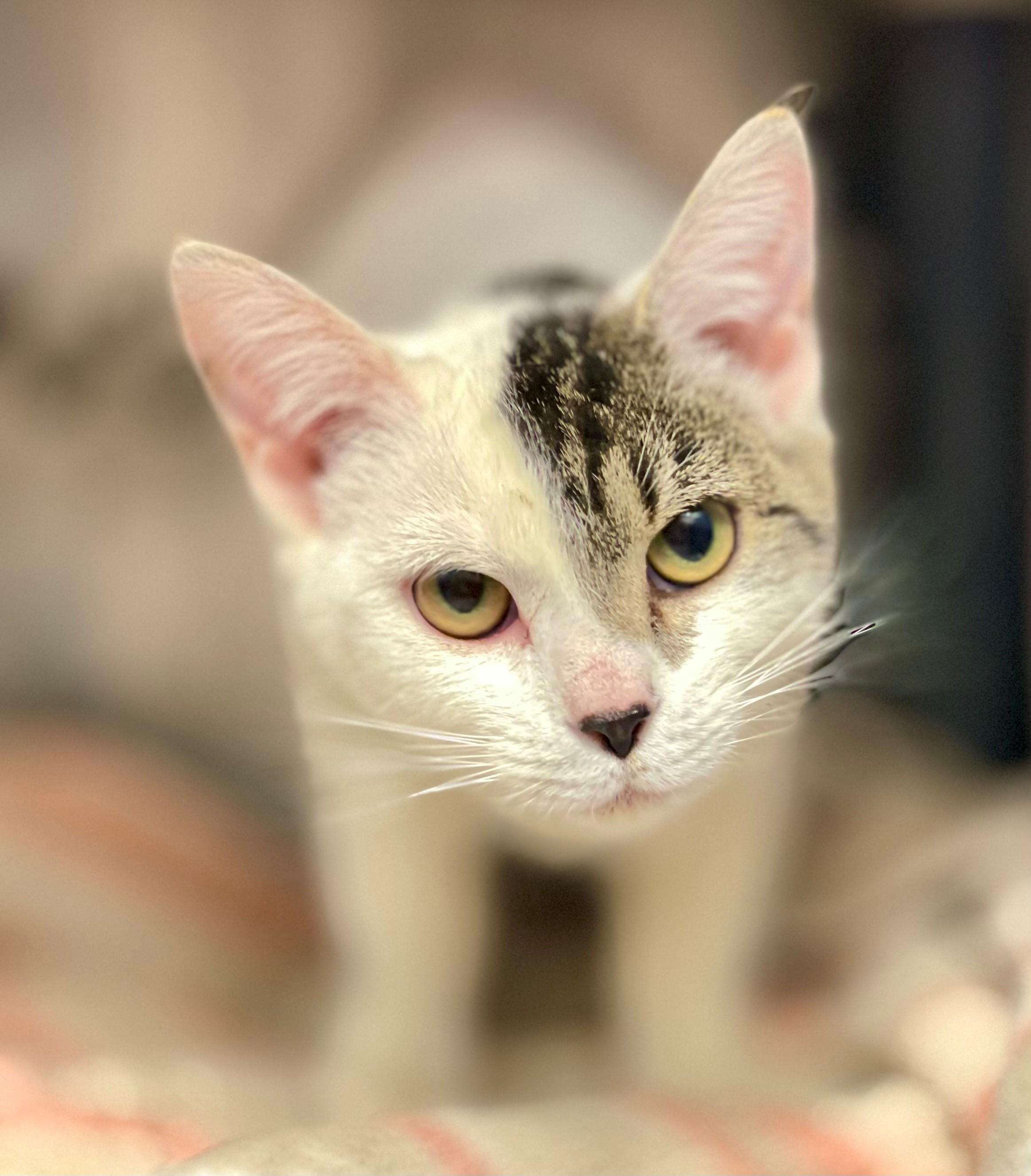 Hester, an adopted Domestic Short Hair in Hamilton, ON image 4/4