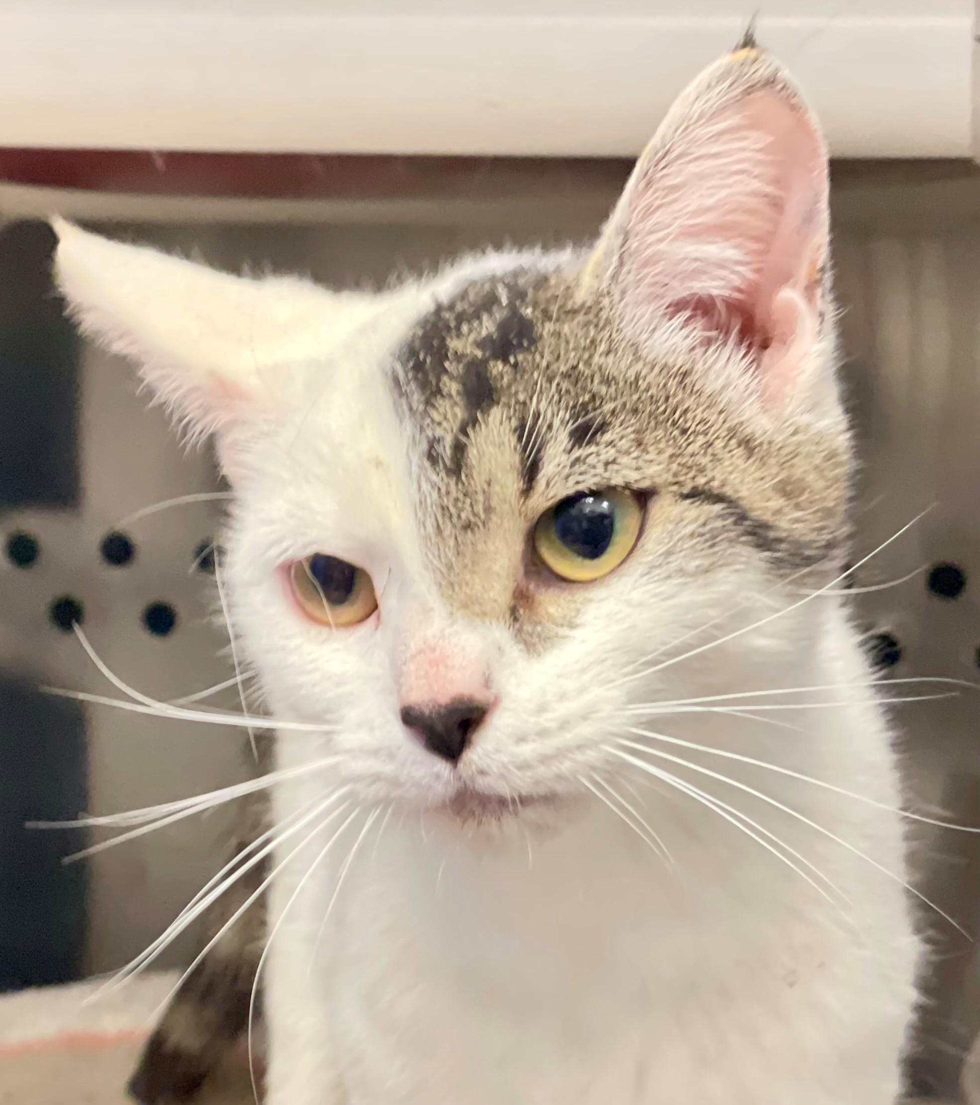 Hester, an adopted Domestic Short Hair in Hamilton, ON image 2/4