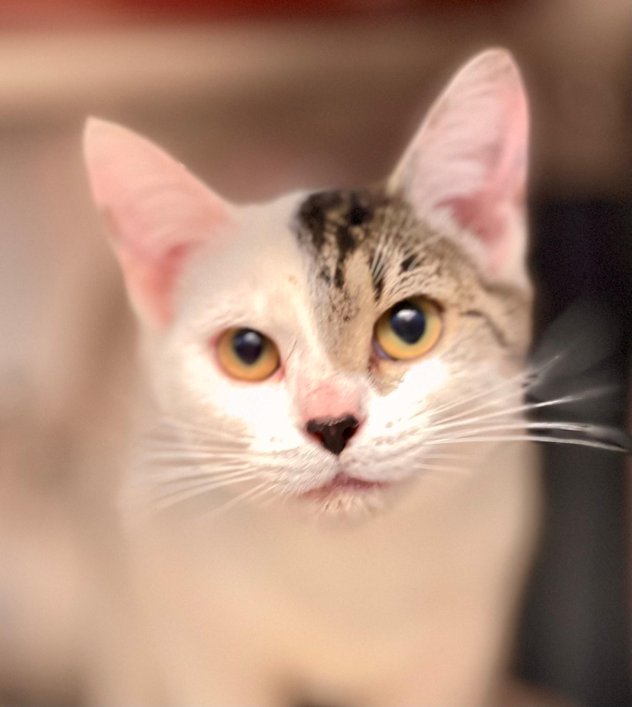 Hester, adopted, Young Female Domestic Short Hair.