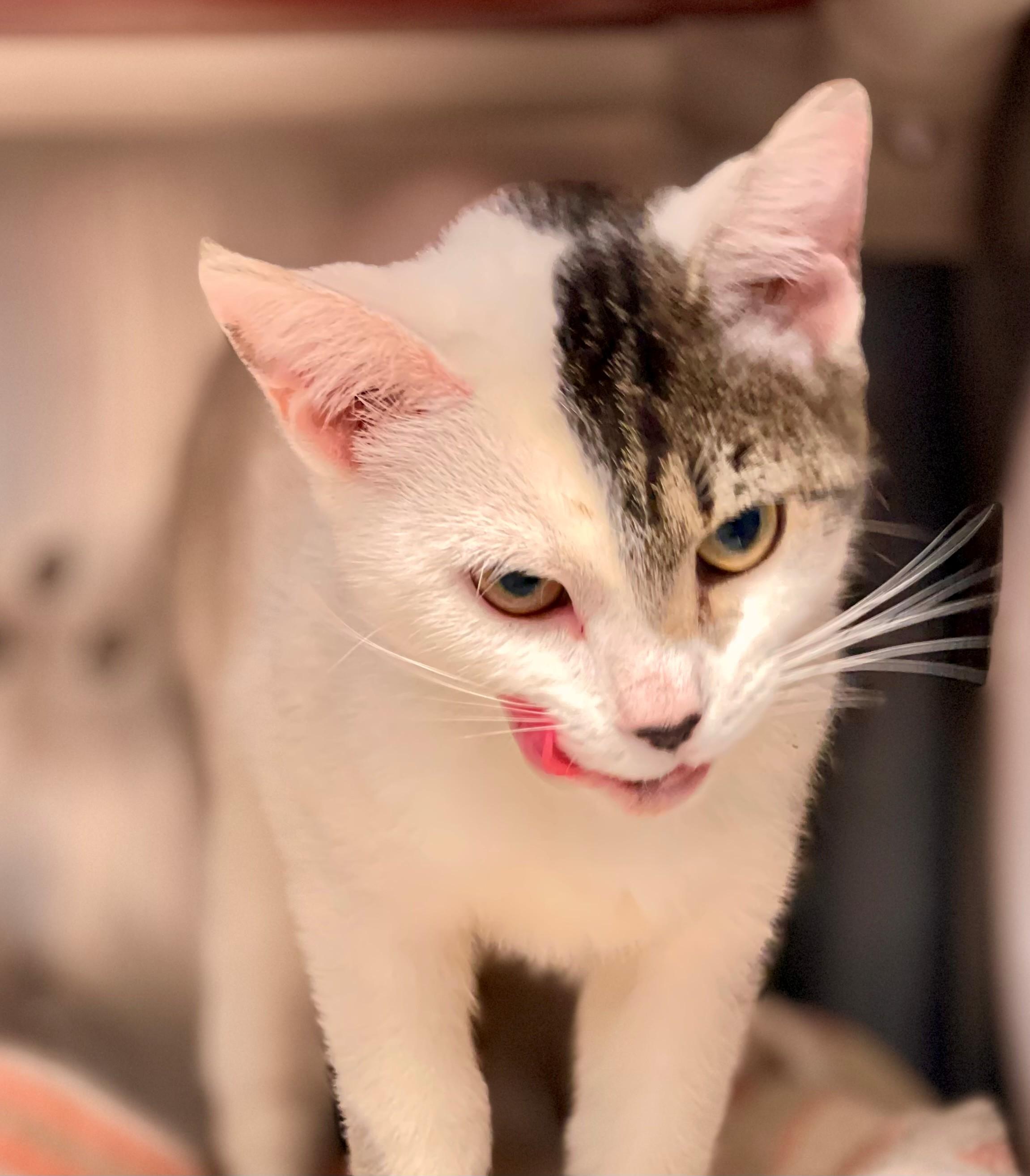 Hester, an adopted Domestic Short Hair in Hamilton, ON image 3/4