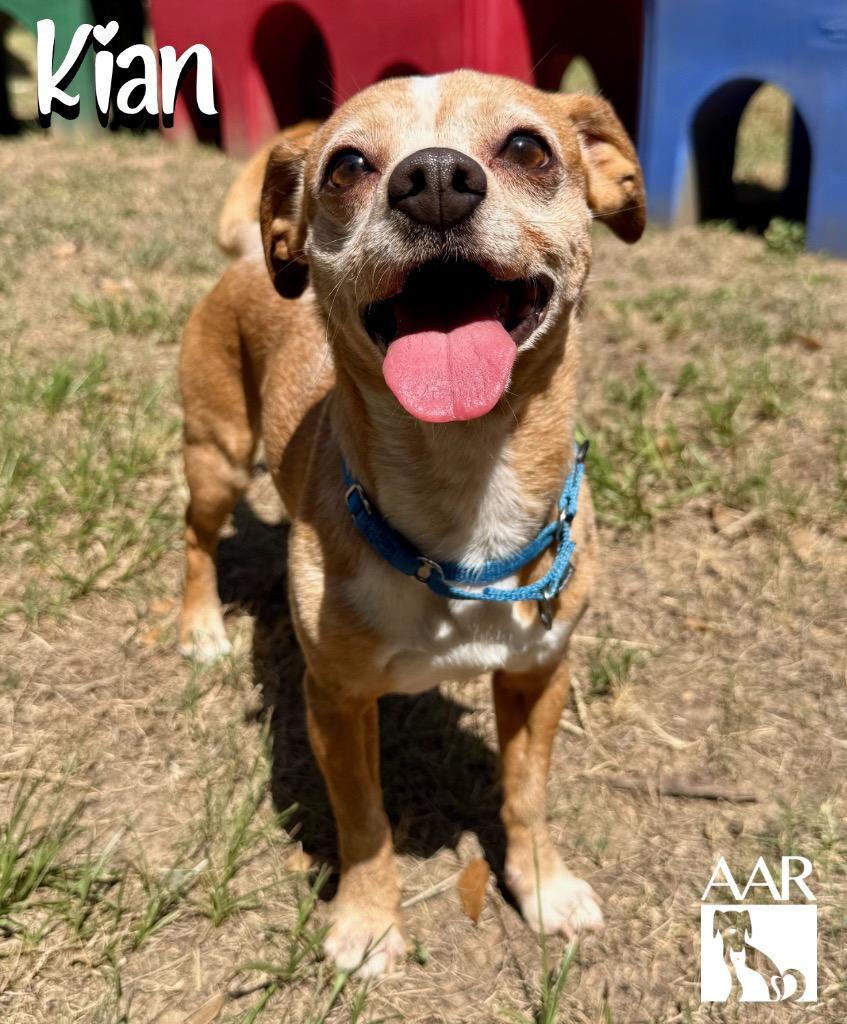 Kian, Adoptable, Adult Male Chihuahua & Dachshund.