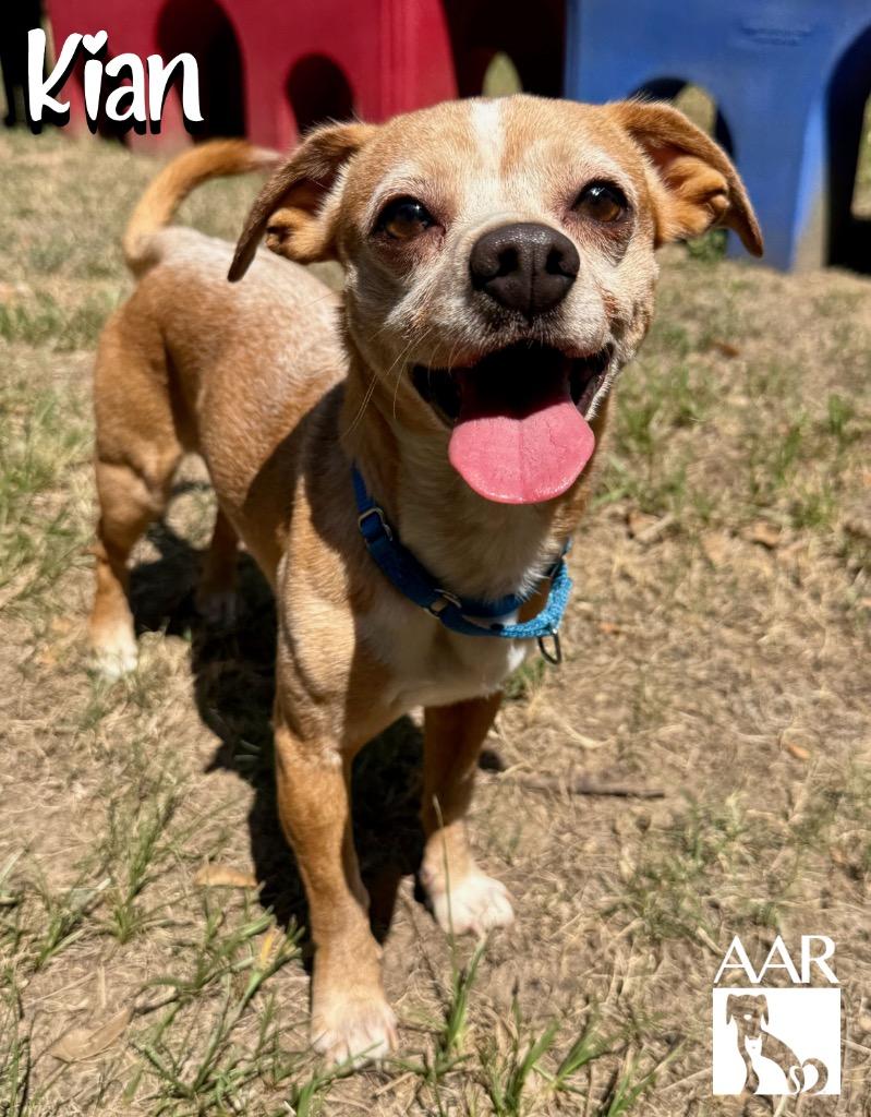 Enlarge Kian, a Adoptable mixed breed in Magnolia, TX image 2/5