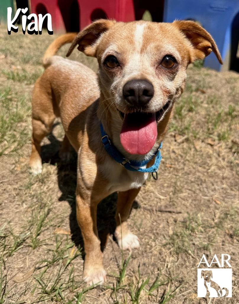 Enlarge Kian, a Adoptable mixed breed in Magnolia, TX image 3/5