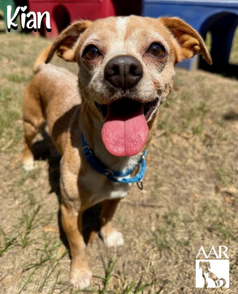 Enlarge Kian, a Adoptable mixed breed in Magnolia, TX image 4/5