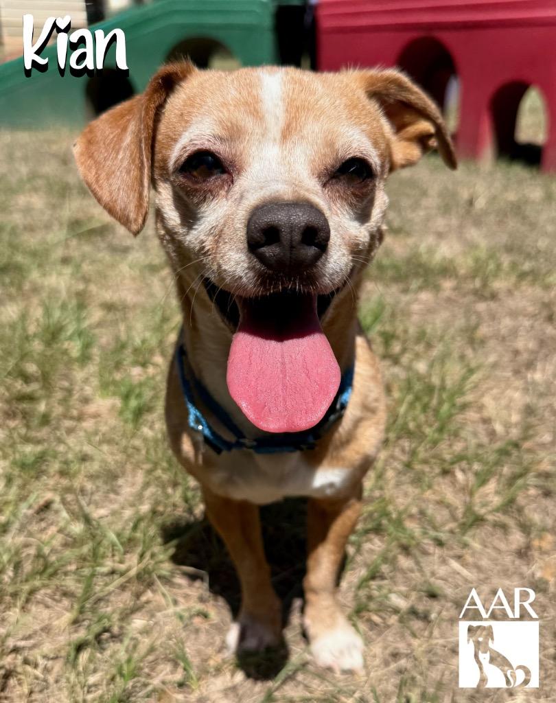 Enlarge Kian, a Adoptable mixed breed in Magnolia, TX image 5/5