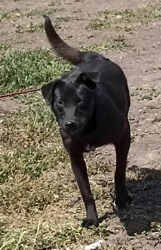 Petuca, a Adoptable mixed breed image 1/3