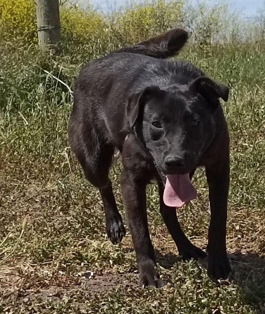 Petuca, a Adoptable mixed breed image 2/3