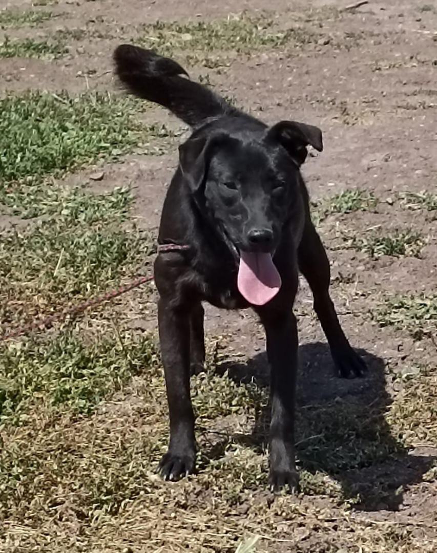 Petuca, a Adoptable mixed breed image 3/3