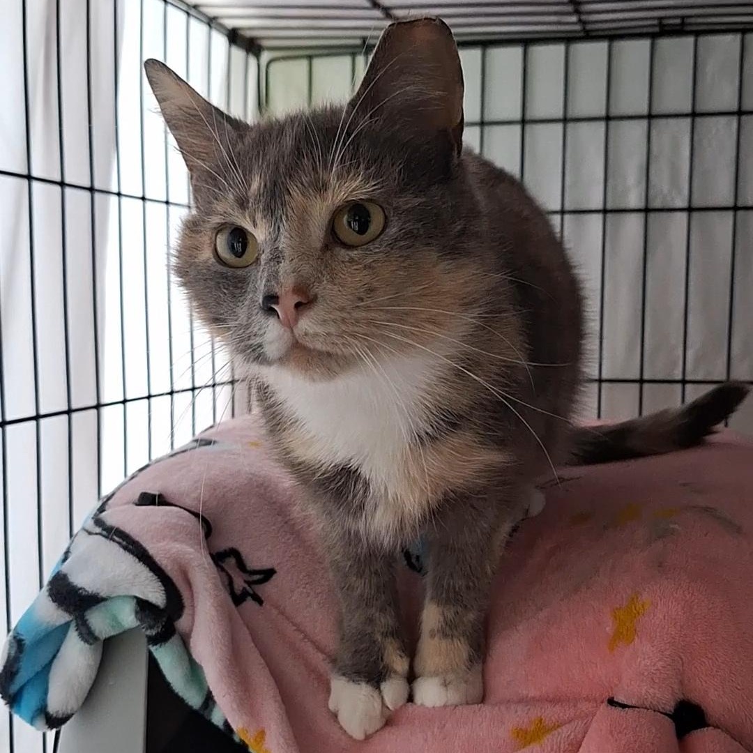 Patches, adoptable, Adult Female Domestic Short Hair.