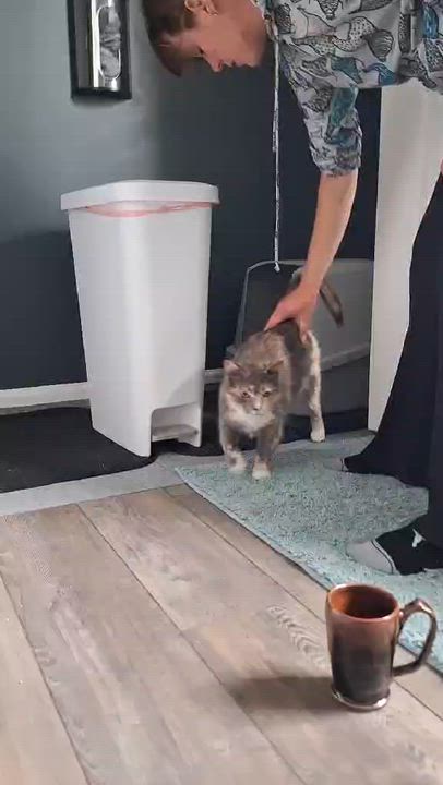 Enlarge Patches, an adoptable Domestic Short Hair in BUTLER, PA video 3/3
