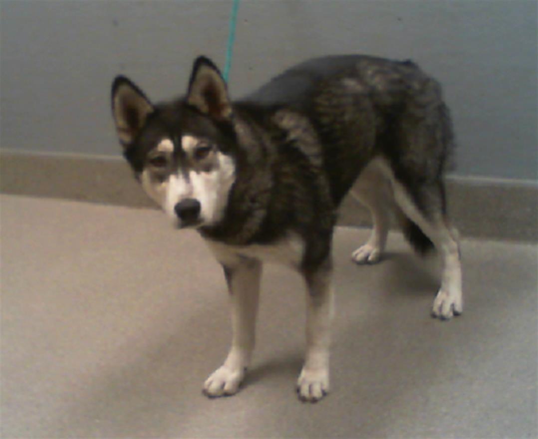 Enlarge PALOMA, a Adoptable mixed breed in Las Vegas, NV image 1/1