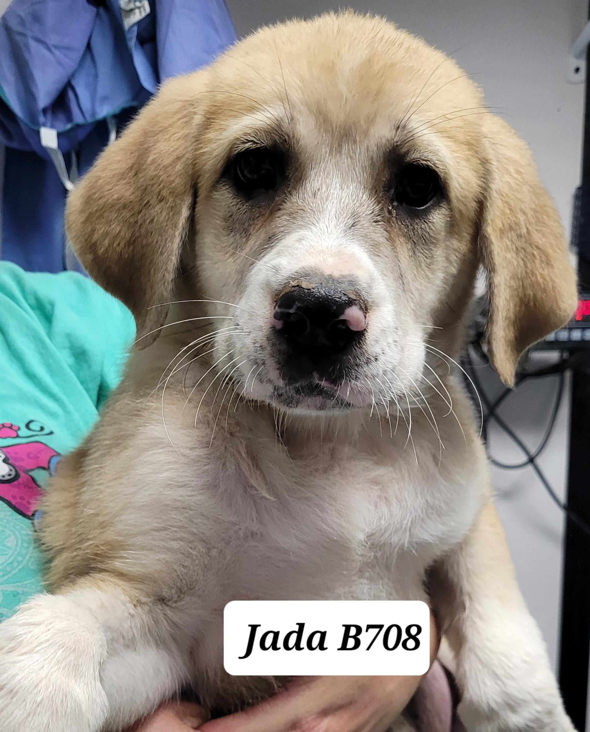 Jada