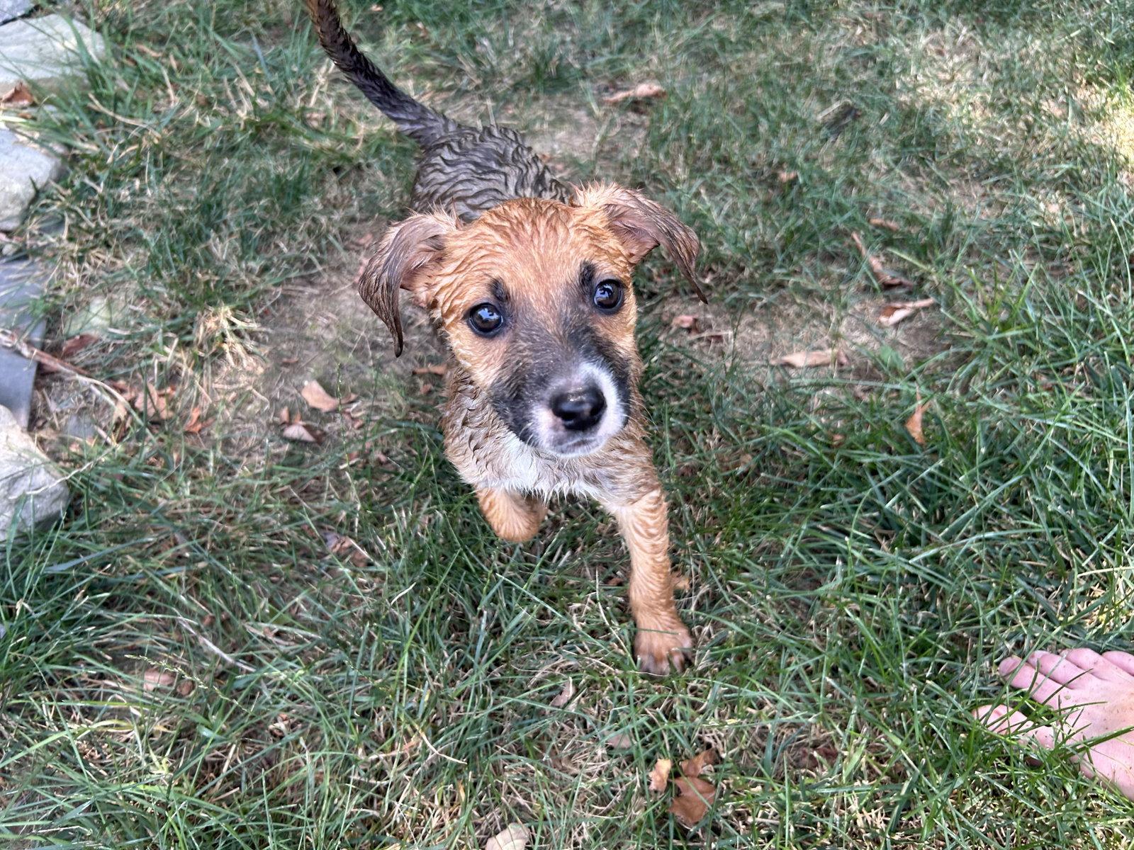 Enlarge Koda, a Adoptable mixed breed in Stephens City, VA image 1/3