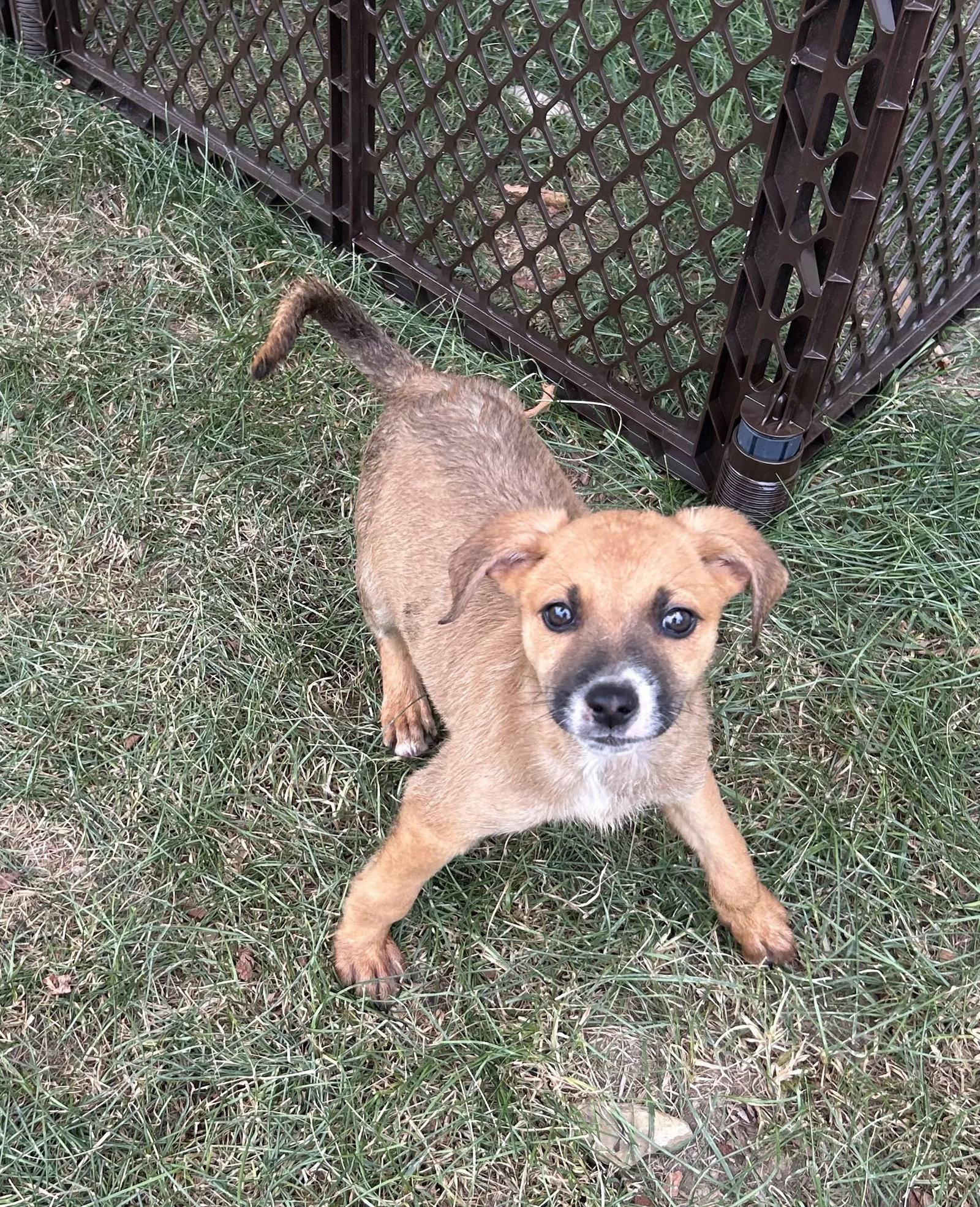 Enlarge Koda, a Adoptable mixed breed in Stephens City, VA image 2/3