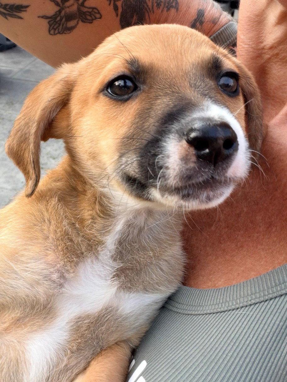Enlarge Koda, a Adoptable mixed breed in Stephens City, VA image 3/3