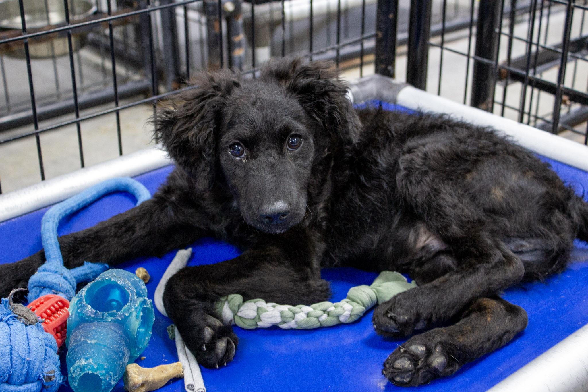 Enlarge Juno, a Adoptable mixed breed in Neillsville, WI image 1/3