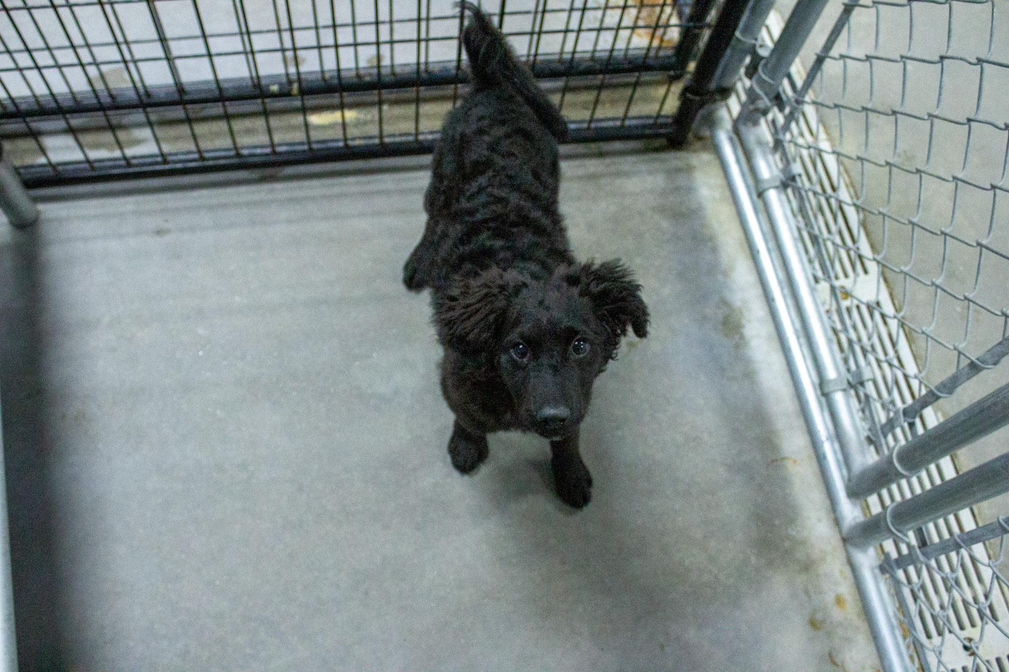 Enlarge Juno, a Adoptable mixed breed in Neillsville, WI image 2/3