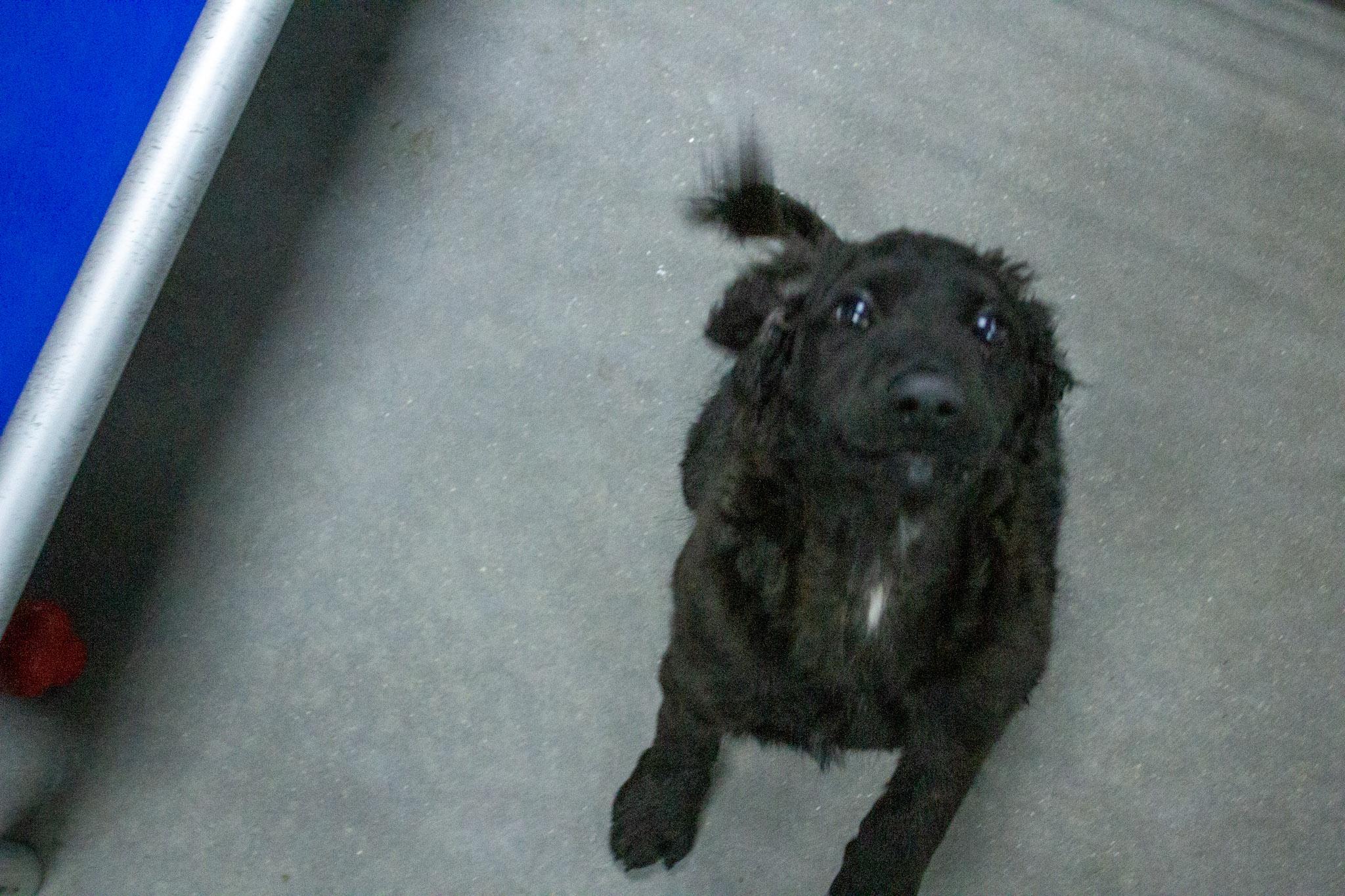 Enlarge Juno, a Adoptable mixed breed in Neillsville, WI image 3/3