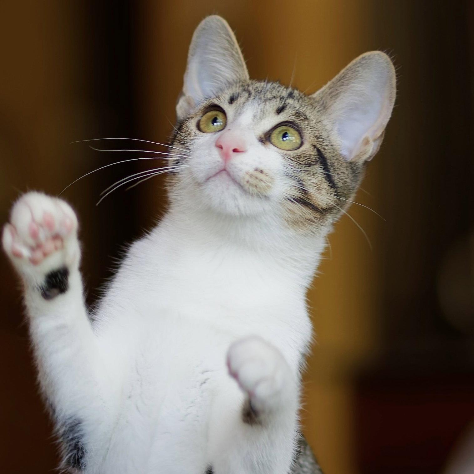Enlarge Georgia, a Adoptable Domestic Short Hair in Sonora, CA image 1/1