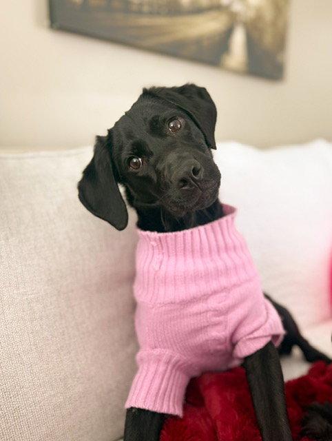 Poppy, Adopted, Young Female Labrador Retriever.