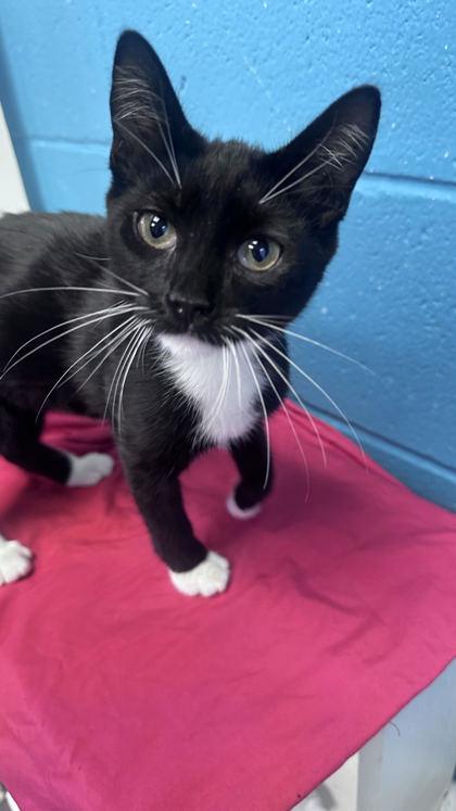 Enlarge Clemmie, a Adoptable mixed breed in Dothan, AL image 1/1