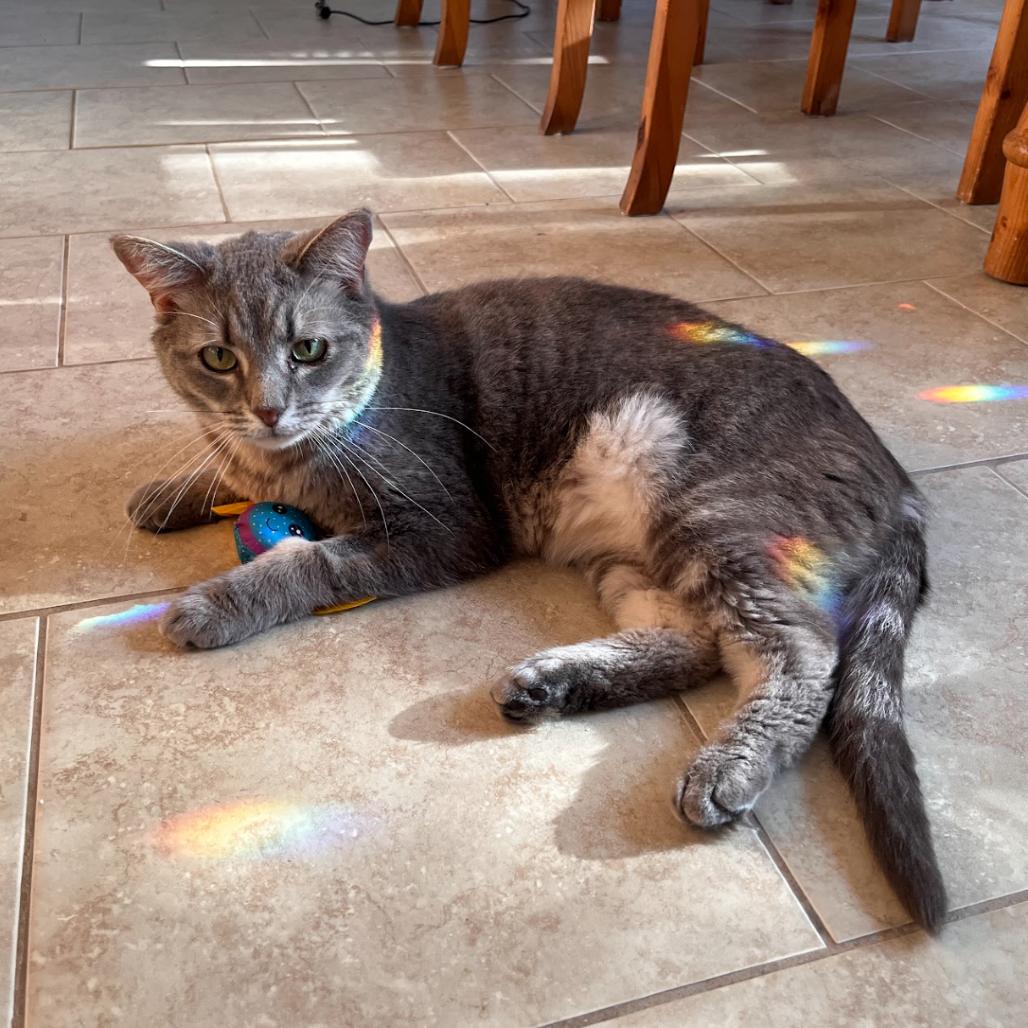 Christopher, Adoptable, Adult Male Domestic Short Hair.