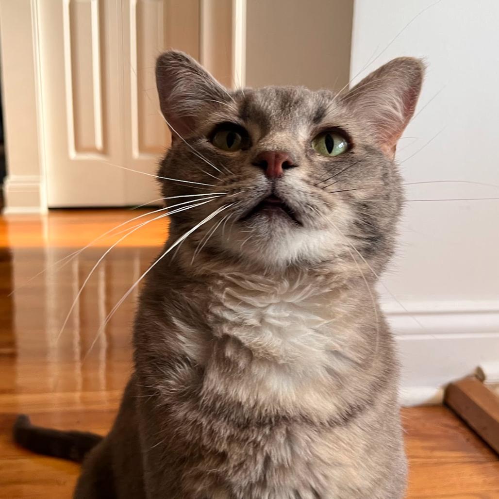 Christopher, a Adoptable Domestic Short Hair image 3/6