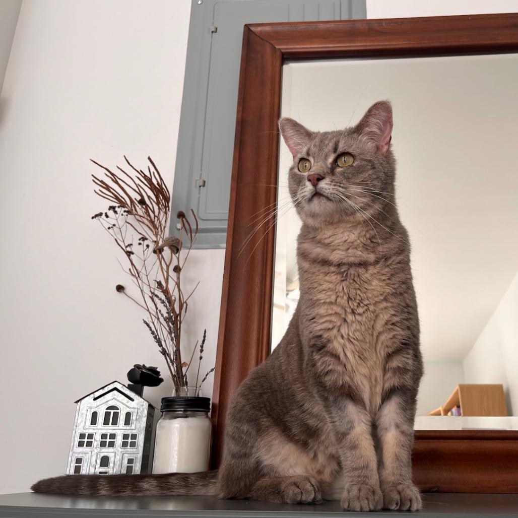 Christopher, a Adoptable Domestic Short Hair image 4/6