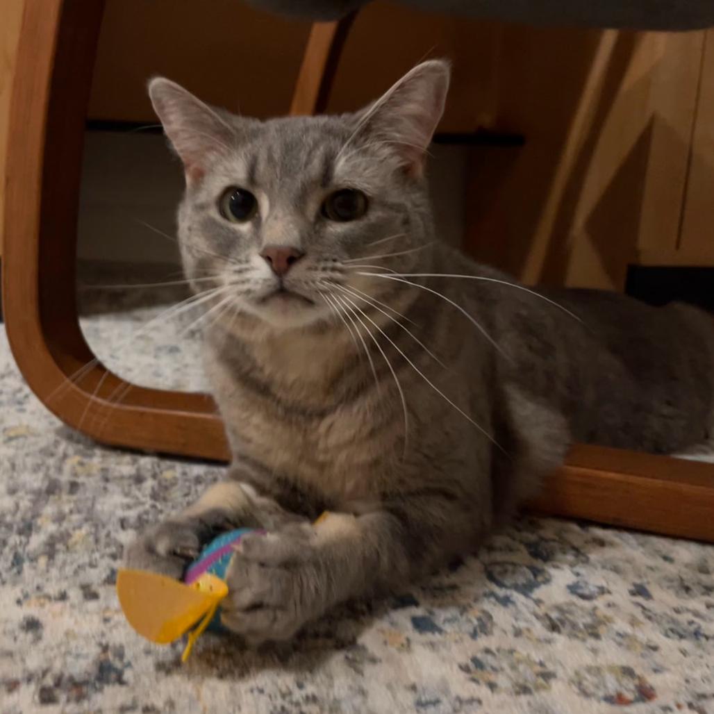 Christopher, a Adoptable Domestic Short Hair image 5/6