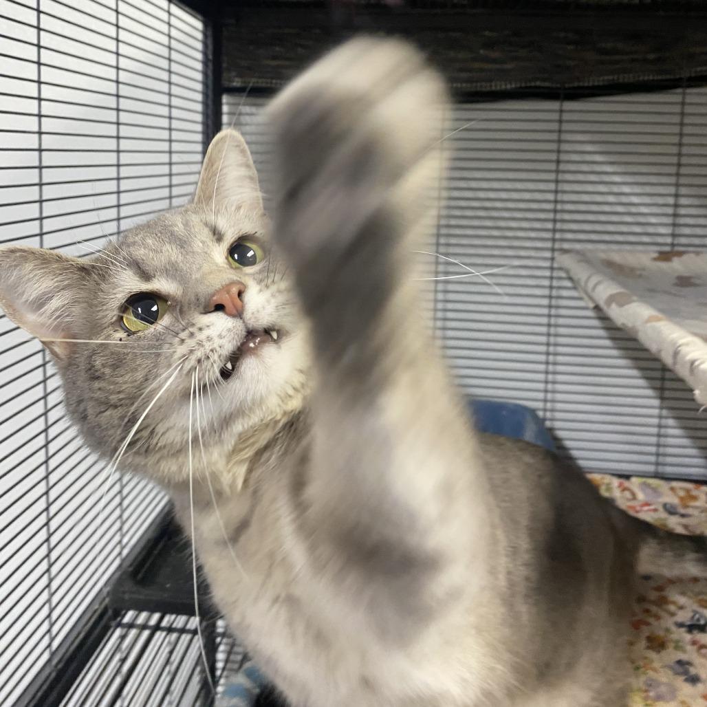 Christopher, a Adoptable Domestic Short Hair image 6/6