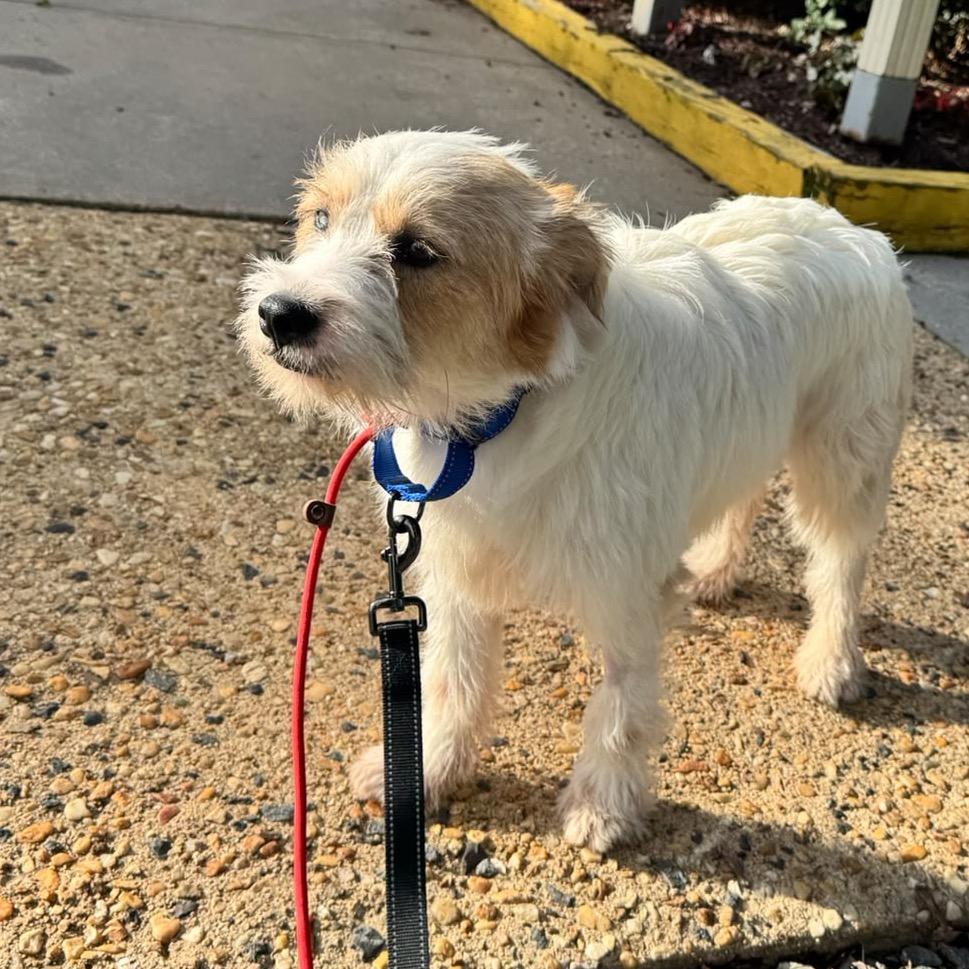 Ollie, Adopted, Young Male Mixed Breed.