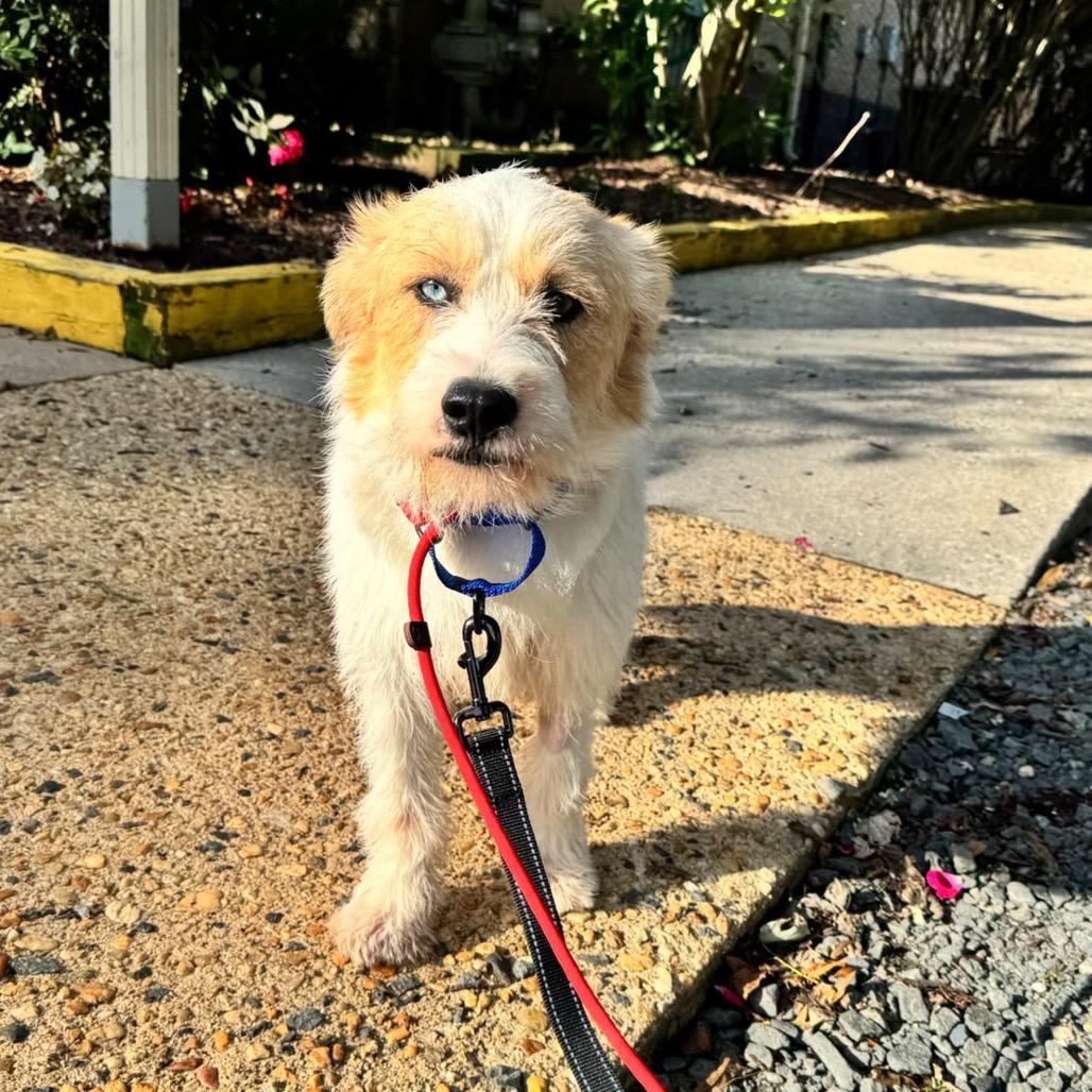 Enlarge Ollie, a Adopted Mixed Breed in Arlington, VA image 3/6