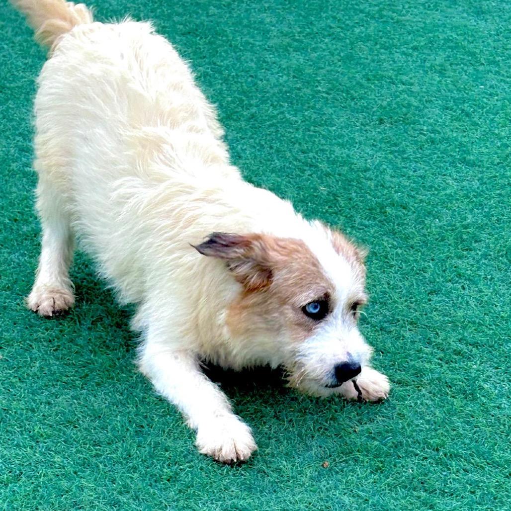 Enlarge Ollie, a Adopted Mixed Breed in Arlington, VA image 5/6