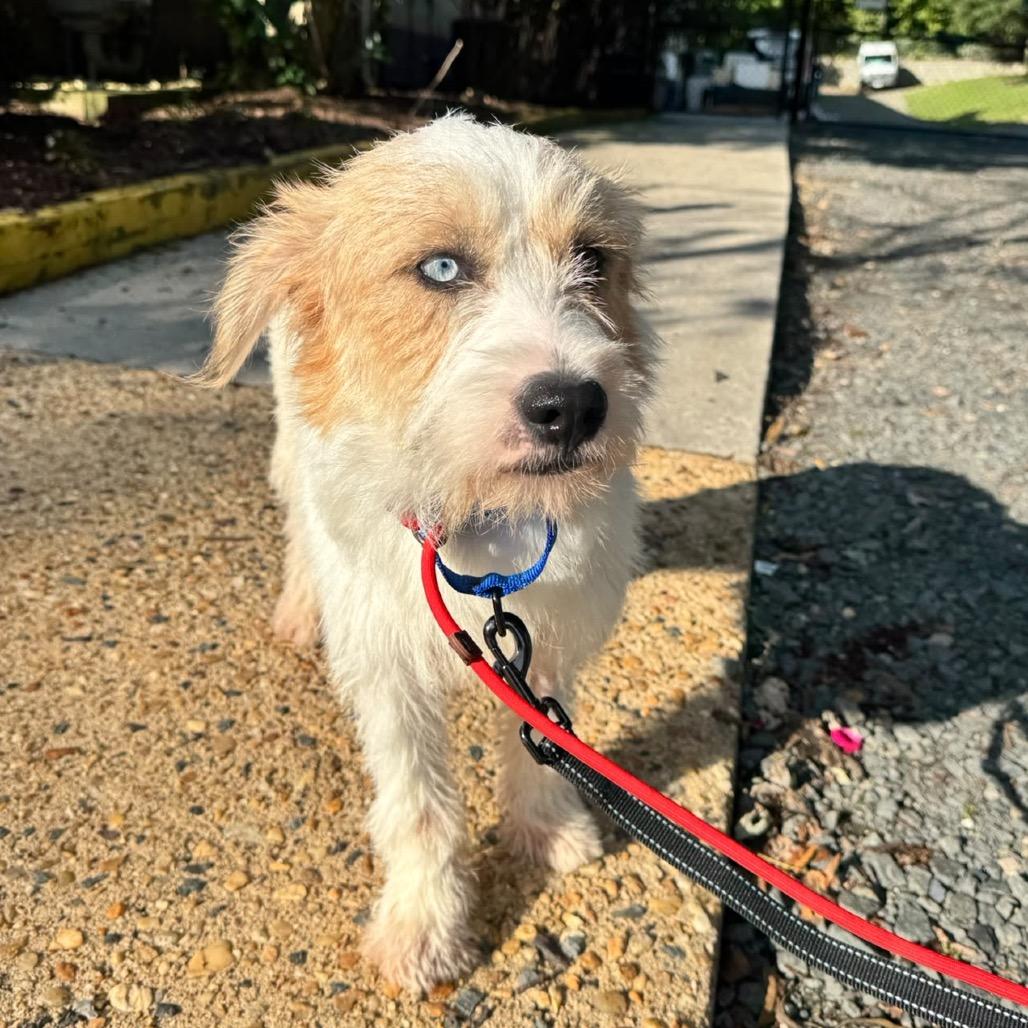 Enlarge Ollie, a Adopted Mixed Breed in Arlington, VA image 6/6