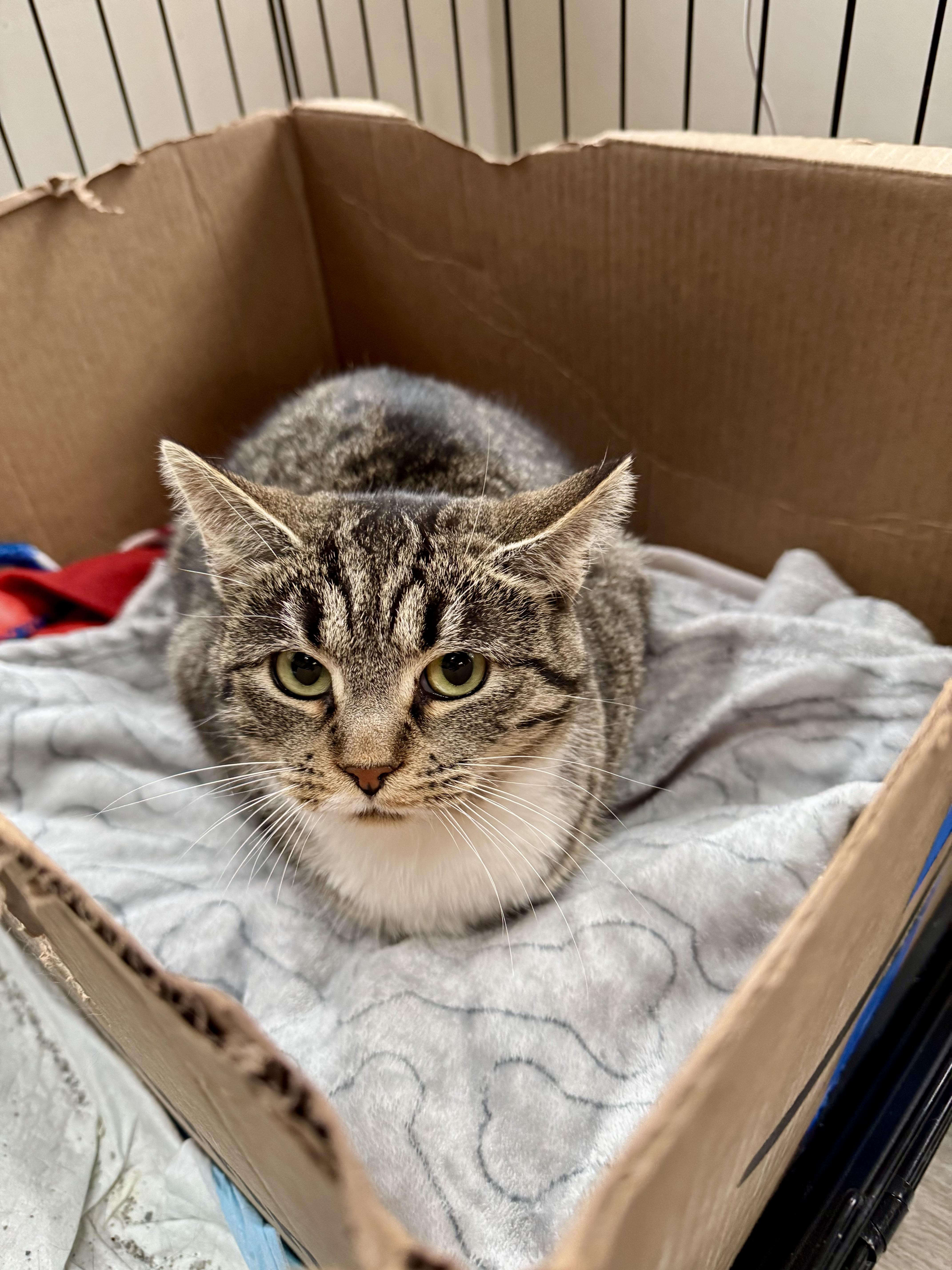 Barn Cat- Sour Dough, ADOPTABLE, Adult Female Domestic Short Hair.