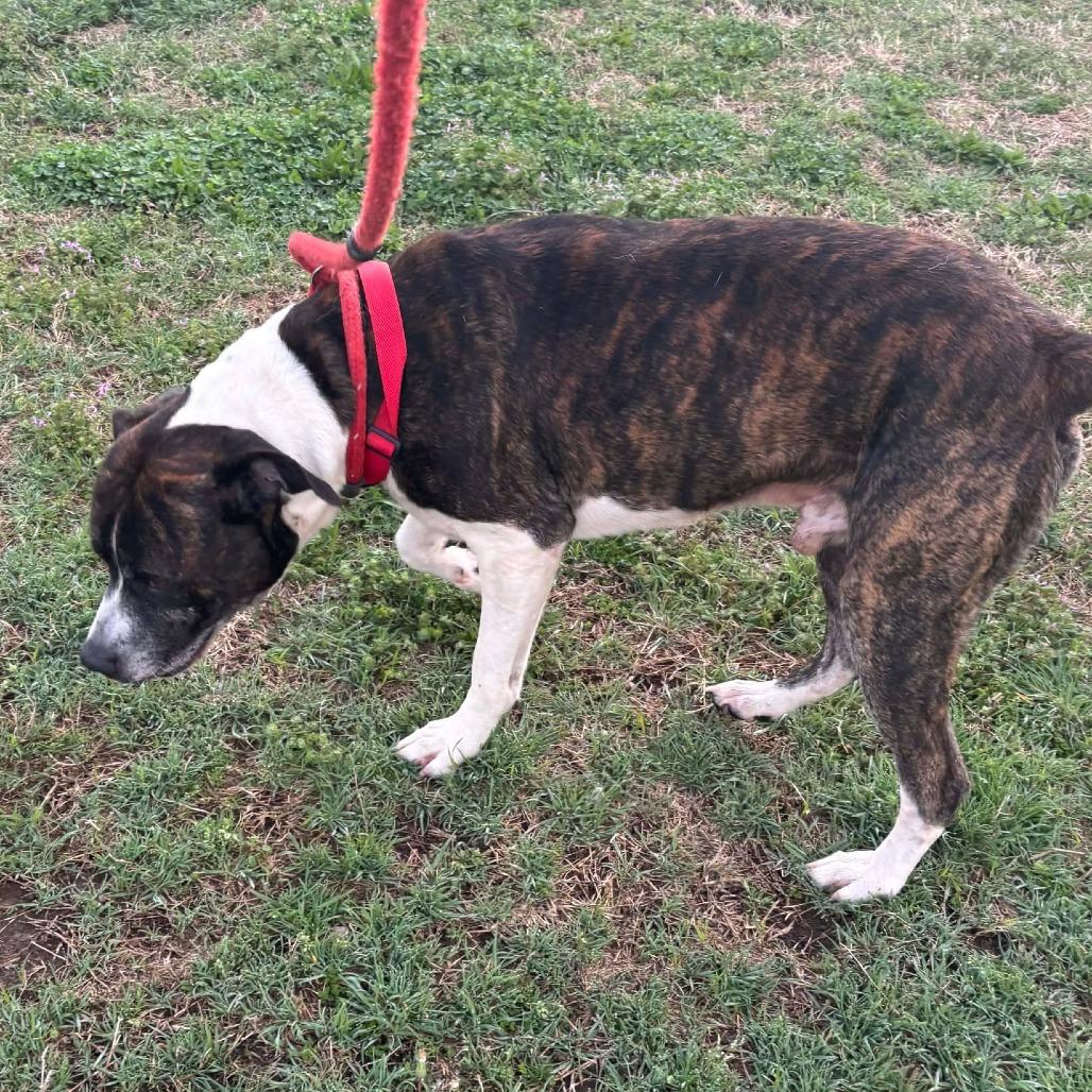 Fargo, Adoptable, Adult Male Boxer & Mixed Breed.