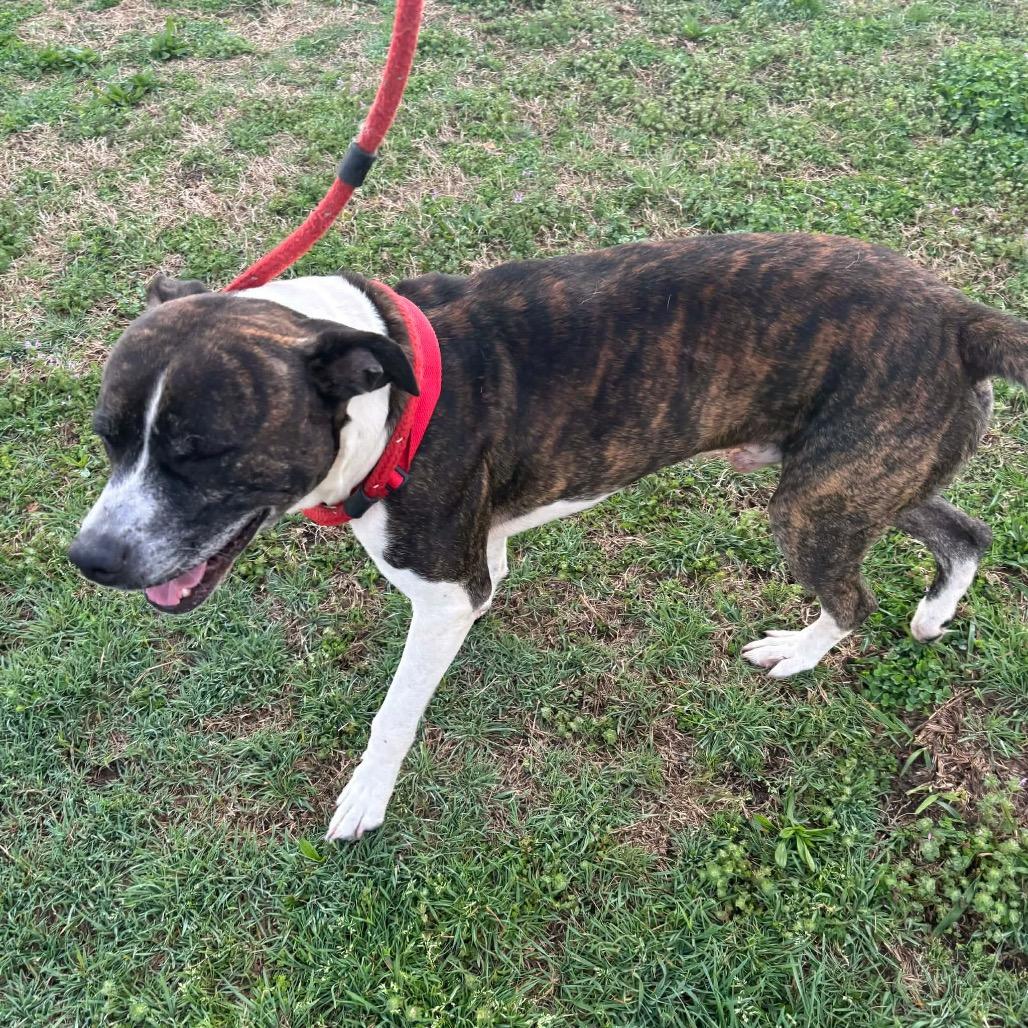 Enlarge Fargo, a Adoptable mixed breed in Hackett, AR image 2/5