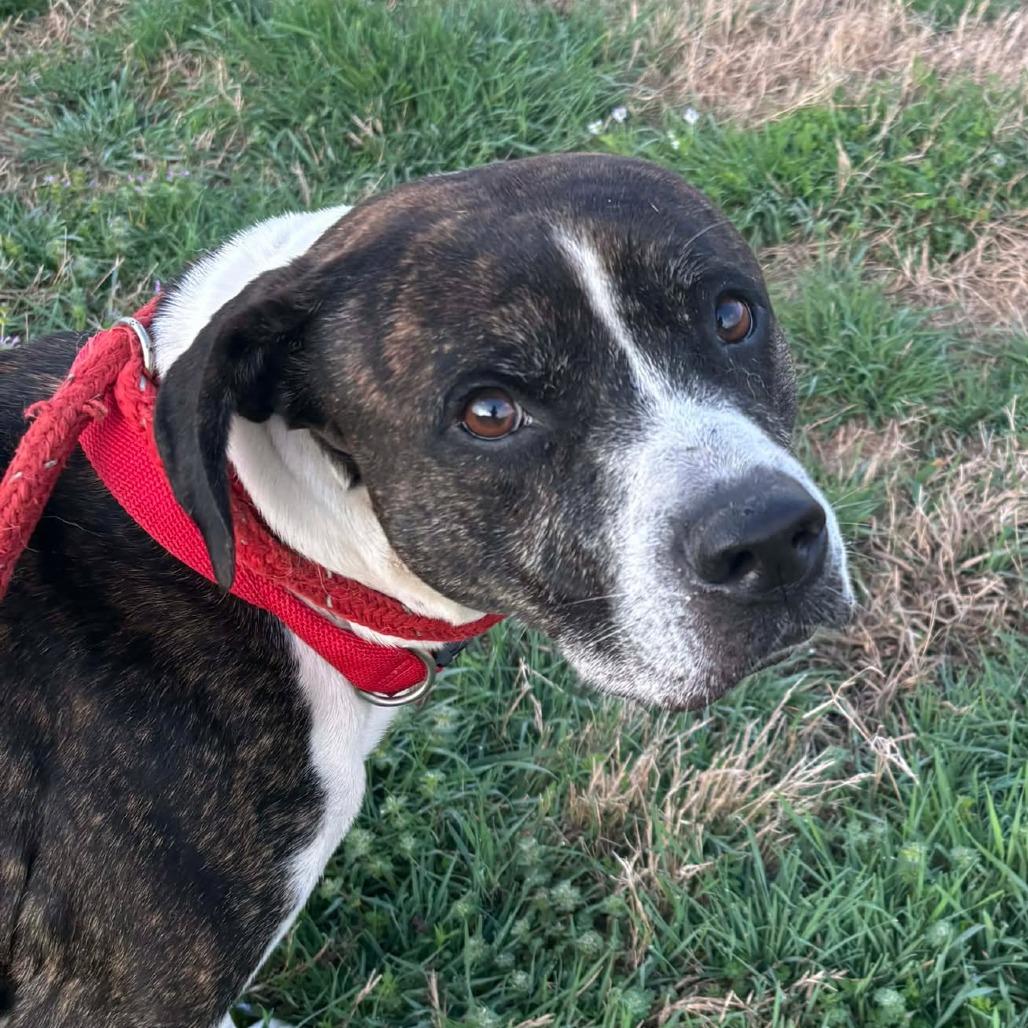 Enlarge Fargo, a Adoptable mixed breed in Hackett, AR image 3/5