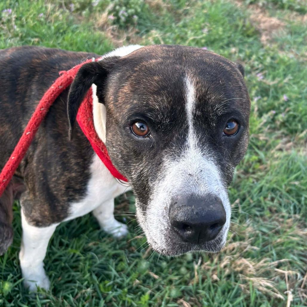 Enlarge Fargo, a Adoptable mixed breed in Hackett, AR image 4/5