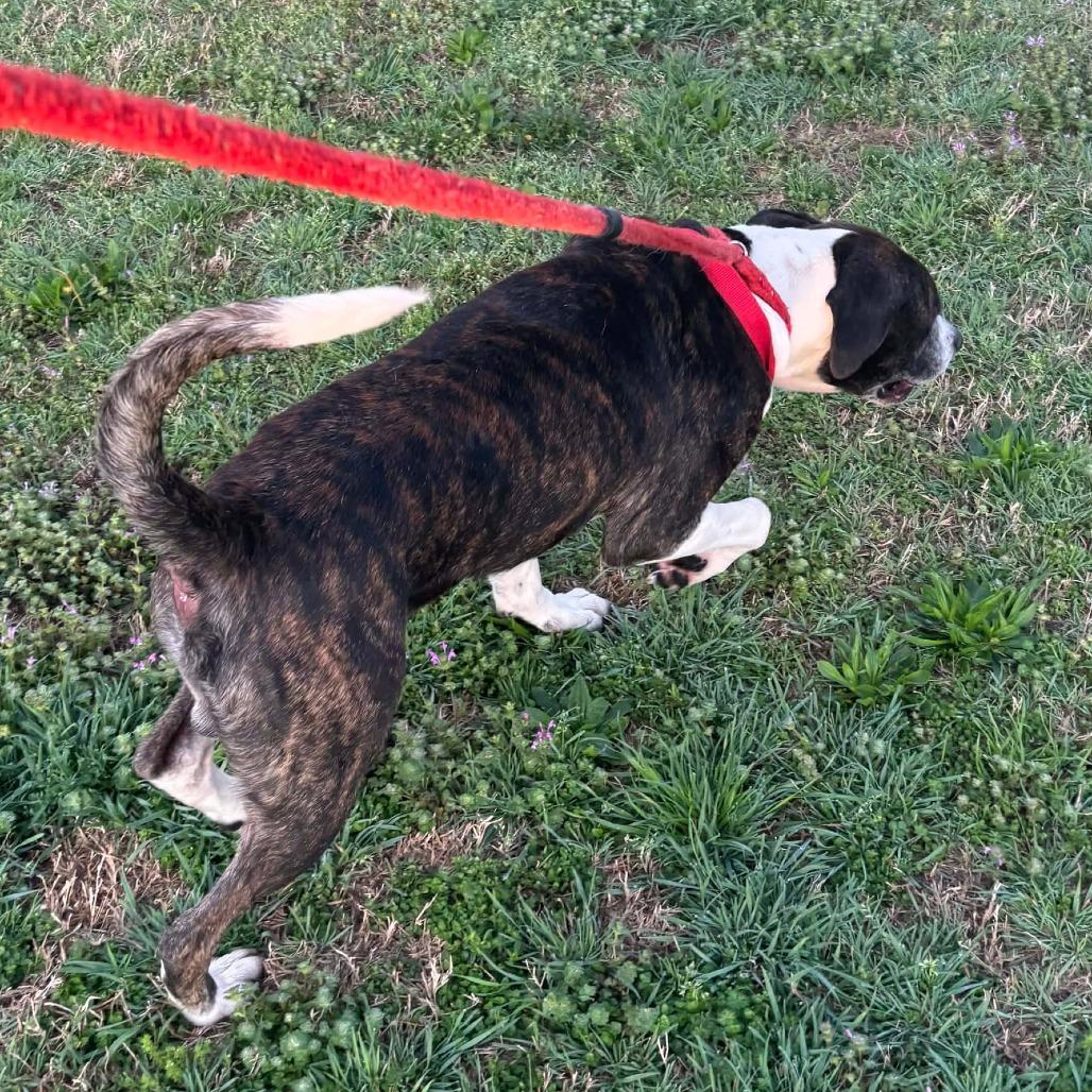 Enlarge Fargo, a Adoptable mixed breed in Hackett, AR image 5/5