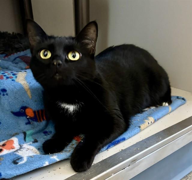ESTELLE, Adoptable, Young Female Domestic Short Hair.
